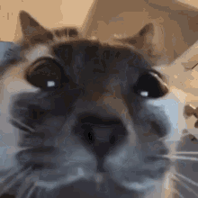 a cat's face very close to a camera, staring awkwardly